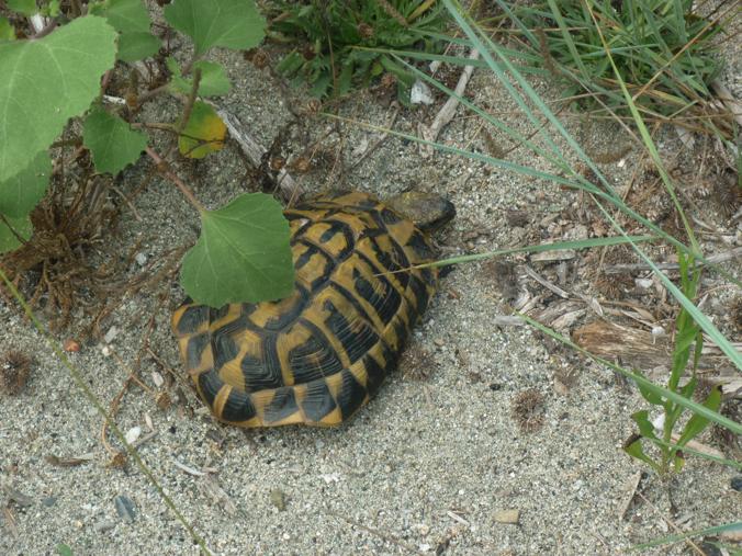 Rettili della Corsica